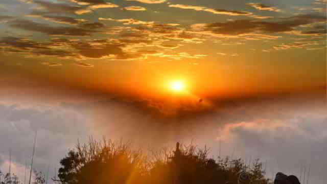 image for Stem Cells